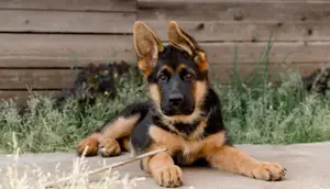 Ciobănesc German de calitate, genetică deosebita,  2 luni, carnet, vaccin, deparazitare 