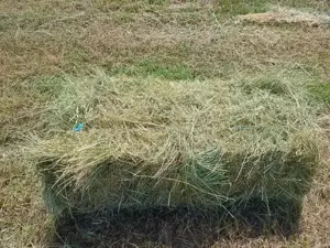 Fan - amestec 25 lei balotul  - imagine 2