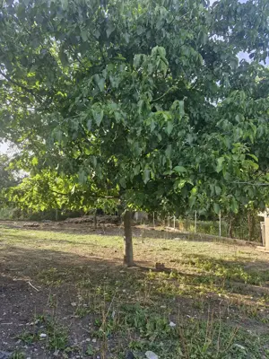 Teren vanzare Copaciu Ghimpati  - imagine 7