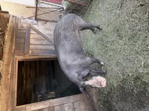 Porc de vanzare 180 kg  - imagine 2