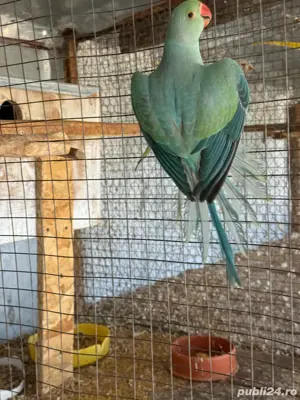 pui papagali micul alexandru - imagine 2