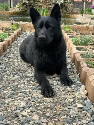 Ciobanesc german alsacian