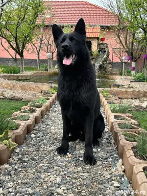 Ciobanesc german alsacian - imagine 5