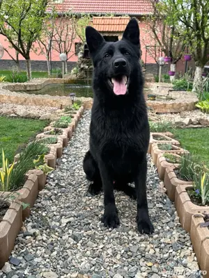 Ciobanesc german alsacian - imagine 5