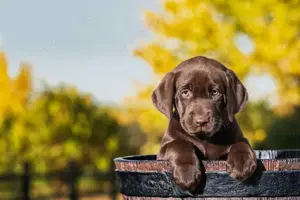 Labrador Retriever calitate ireprosabila Documente legale Garantie Post Vanzare-Livrare la Bucuresti - imagine 3