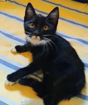 Metis Bombay cu Angora. gratuit - imagine 3