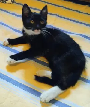 Metis Bombay cu Angora. gratuit