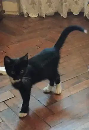 Metis Bombay cu Angora. gratuit - imagine 4