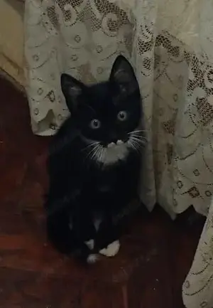 Metis Bombay cu Angora. gratuit - imagine 5