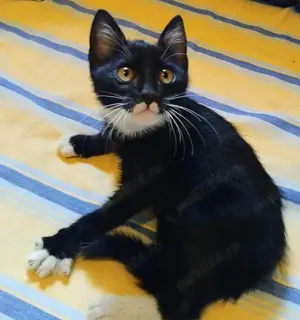 Metis Bombay cu Angora. gratuit - imagine 2