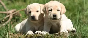 Labrador Retriever Calitate Genetica Alege un nou membru de familie cu atentie! Livrare la Sibiu