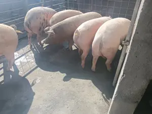 Vând porci pentru sacrificat