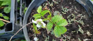 Zmeur-capsun zmeur capsun