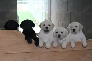 Catelusi Labrador Rasa pura pregatiti pentru o noua familie. Totul legal-Livrare la Cluj Napoca - imagine 3