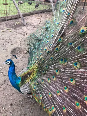 Vand paun mascul, adult - imagine 2