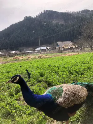 Vand paun mascul, adult - imagine 3