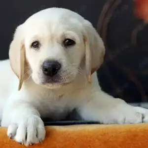 Pui Labrador Retriever garantie, vaccinati,microcipati, ideali pentru familii cu copii-Livrare la TM - imagine 3