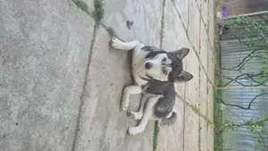 Husky Siberian Femel - imagine 2