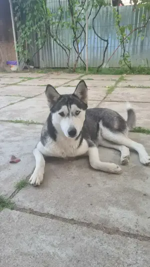 Husky Siberian Femel