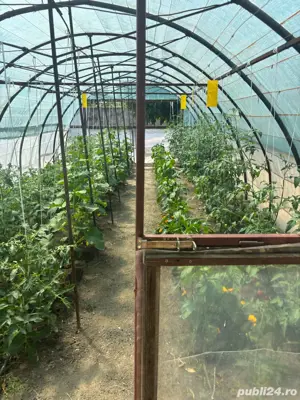 vand casa in Sag 260000 euro - imagine 5