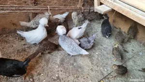 vând  fazani auriu pe roșu  - imagine 5