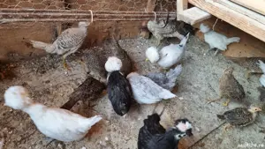 vând  fazani auriu pe roșu  - imagine 4