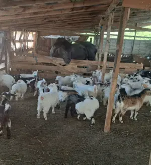 Vand iezii pentru sacrificare 10 lei kg