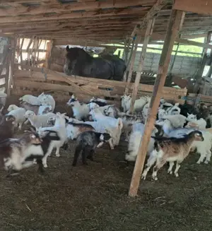 Vand iezii pentru sacrificare 10 lei kg - imagine 3 Vand iezii pentru sacrificare 10 lei kg - imagine 3