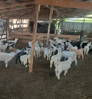 Vand iezii pentru sacrificare 10 lei kg - imagine 2 Vand iezii pentru sacrificare 10 lei kg - imagine 2