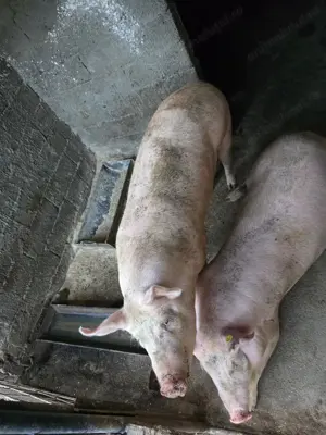 Animalut la alegere unul aprox 150 de kg sau unul de 250 de kg - imagine 3 Animalut la alegere unul aprox 150 de kg sau unul de 250 de kg - imagine 3