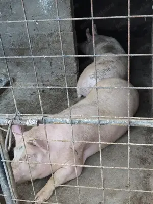 Animalut la alegere unul aprox 150 de kg sau unul de 250 de kg - imagine 4 Animalut la alegere unul aprox 150 de kg sau unul de 250 de kg - imagine 4