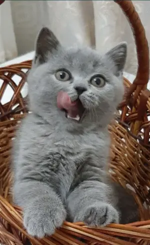 Pisicuțe British și Scotiș  - imagine 3