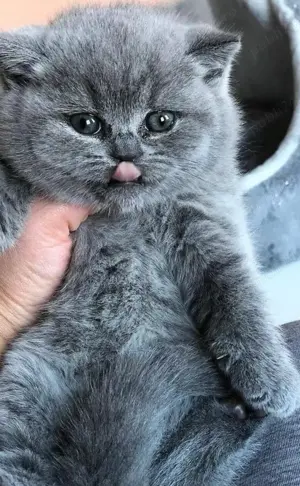 Pisicuțe British și Scotiș 