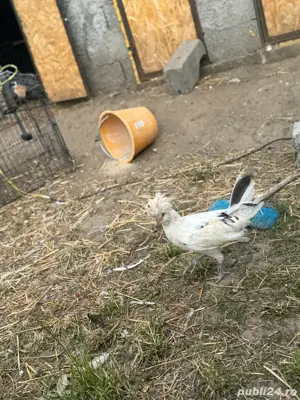 motata olandeza , paduana , motate cocosi - imagine 5