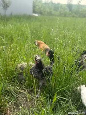 motata olandeza , paduana , motate cocosi - imagine 3