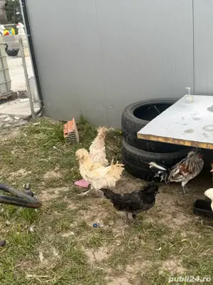 motata olandeza , paduana , motate cocosi - imagine 2