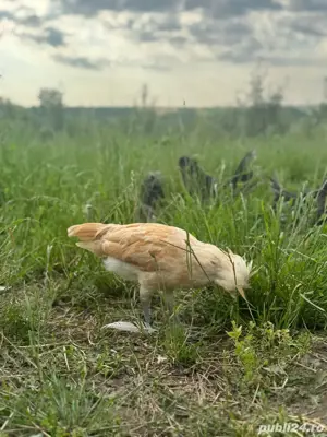 motata olandeza , paduana , motate cocosi - imagine 4