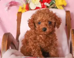 LA OFERTA Caniche Mini Pudel TOY RED ideal pentru familii.Caini care nu lasa par-Livrare in Timis - imagine 2