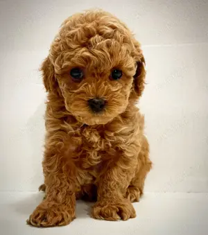 LA OFERTA Caniche Mini Pudel TOY RED ideal pentru familii.Caini care nu lasa par-Livrare in Timis - imagine 3