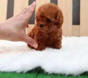 Achizitioneaza Caniche pitic Pudel TOY ideal pentru familii.Caini care nu lasa par-Livrare la Cluj