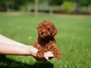 Achizitioneaza la OFERTA Caniche PITIC Pudel TOY pentru cei dragi.NU lasa par.Livrare la Bucuresti - imagine 2