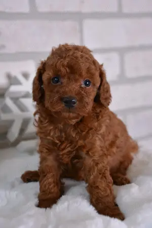 Achizitioneaza la OFERTA Caniche PITIC Pudel TOY pentru cei dragi.NU lasa par.Livrare la Bucuresti - imagine 3