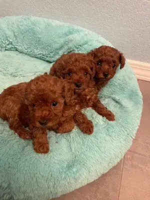 Oferta Caniche PITIC Pudel TOY pentru livrare la Iasi.Cateii nu lasa par.Ideali pentru familii.