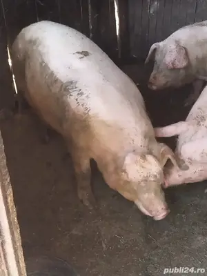 Porci