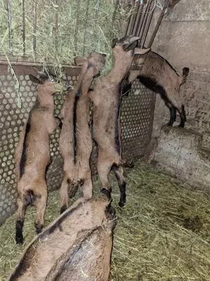 Vând iezi alpini francezi  - imagine 5