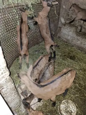 Vând iezi alpini francezi  - imagine 3