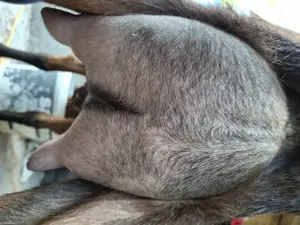 Vând iezi alpini francezi  - imagine 4