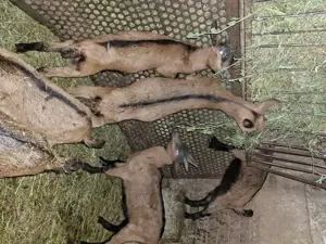 Vând iezi alpini francezi 