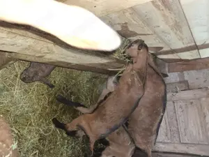 Vând iezi alpini francezi  - imagine 2