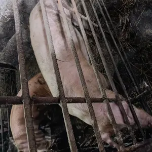 Porc de casă  - imagine 2